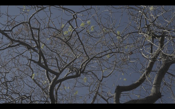 Treesounds1
